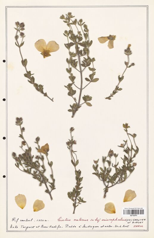 Cistus creticus  (Cistaceae)