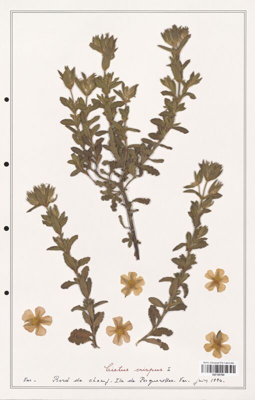 Cistus crispus  (Cistaceae)