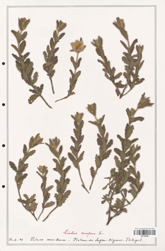 Cistus crispus  (Cistaceae)