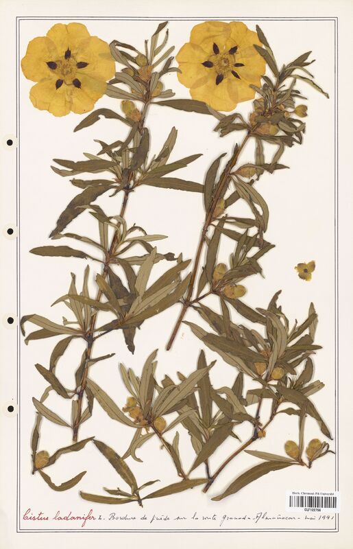 Cistus ladanifer  (Cistaceae)