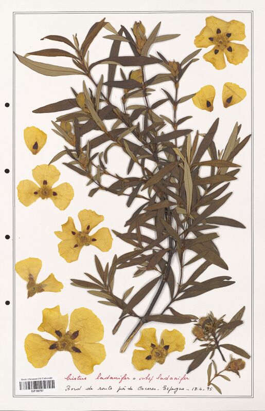 Cistus ladanifer  (Cistaceae)