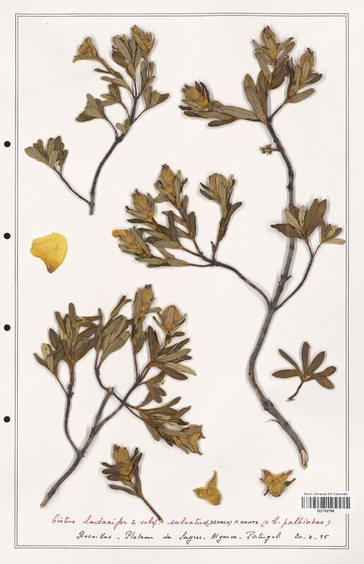 Cistus ladanifer  (Cistaceae)