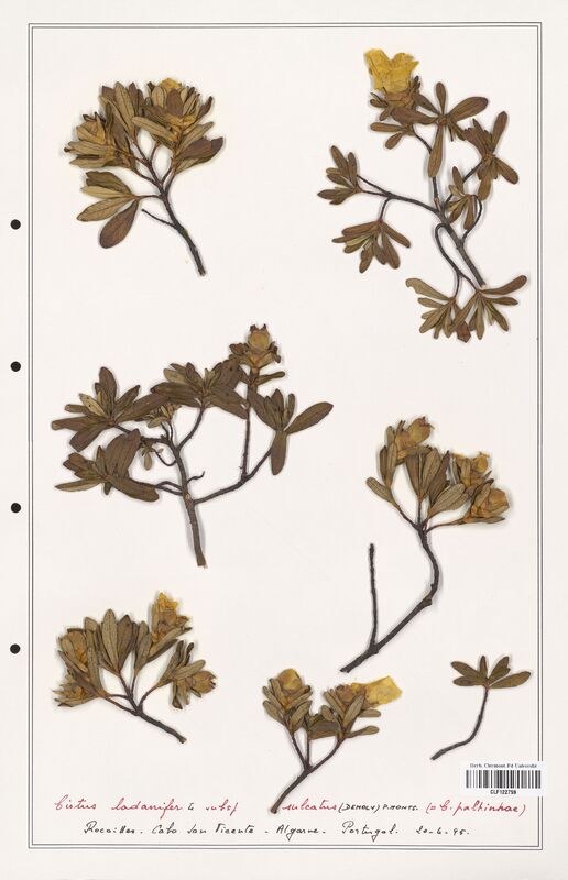 Cistus ladanifer  (Cistaceae)