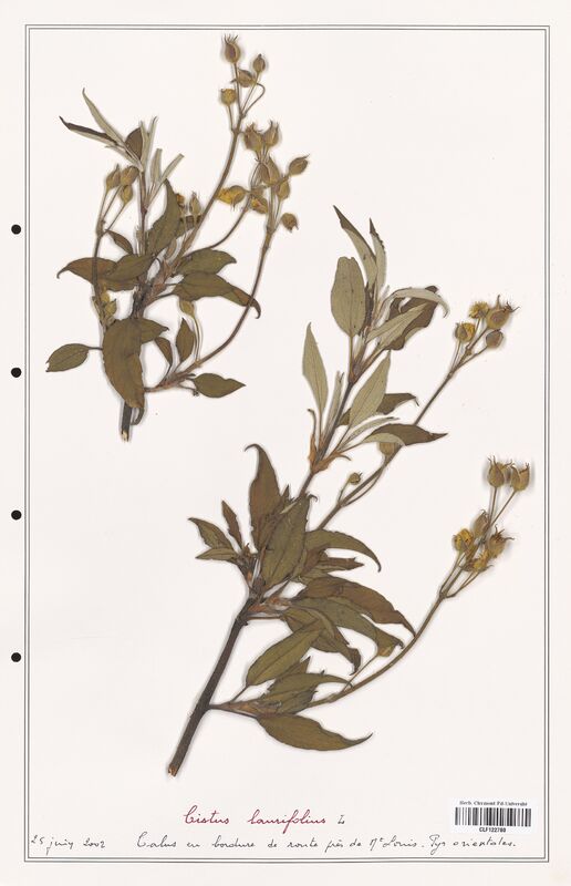 Cistus laurifolius  (Cistaceae)