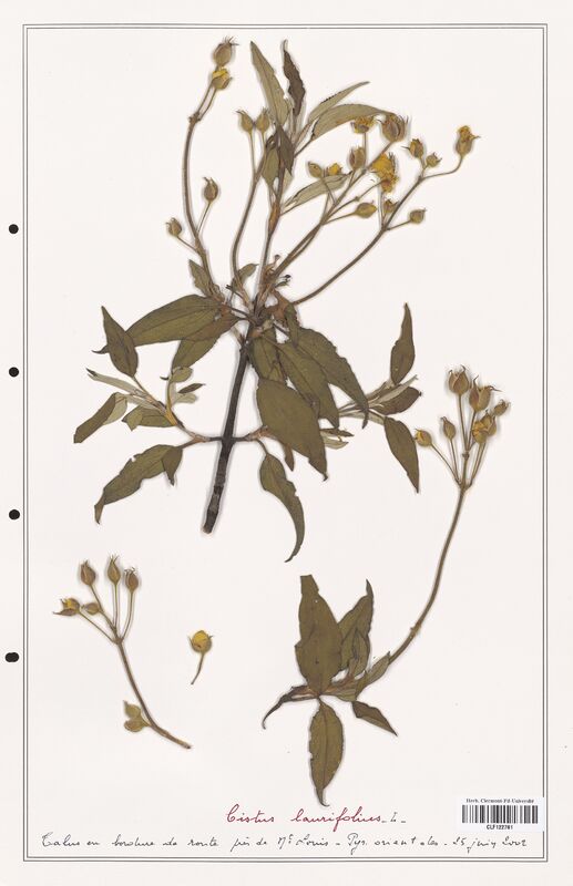 Cistus laurifolius  (Cistaceae)