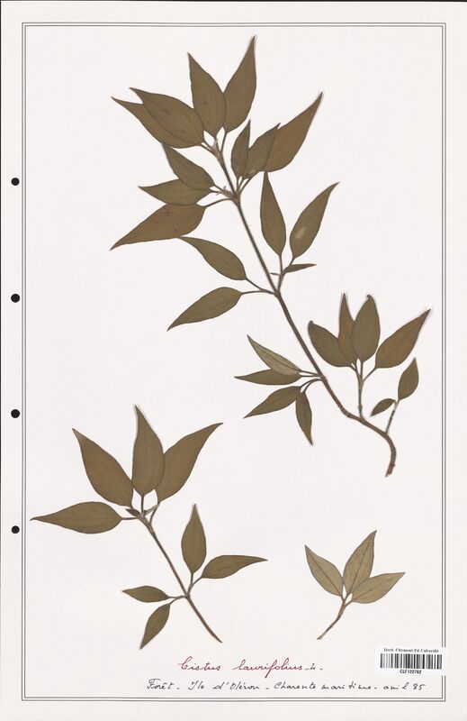 Cistus laurifolius  (Cistaceae)