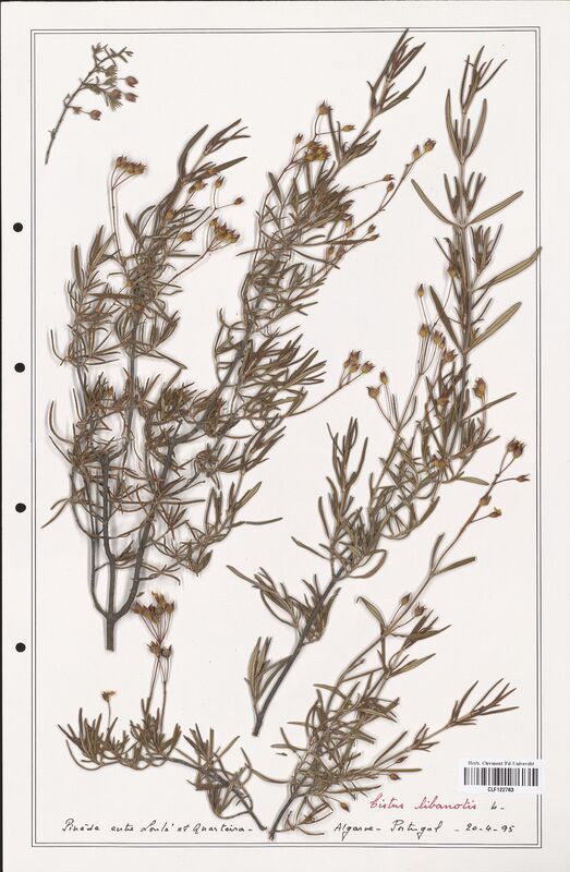 Cistus libanotis  (Cistaceae)