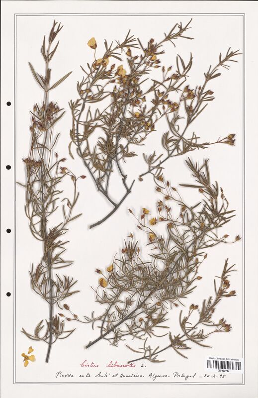 Cistus libanotis  (Cistaceae)