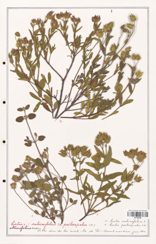 Cistus salviaefolius  (Cistaceae)