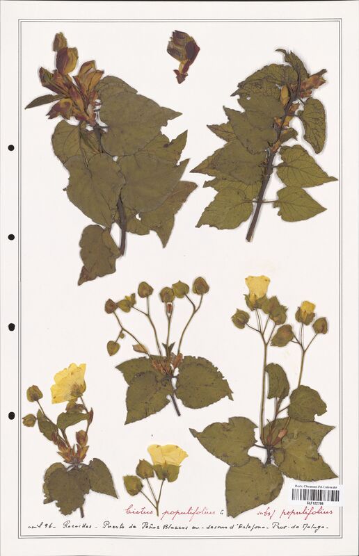 Cistus populifolius  (Cistaceae)