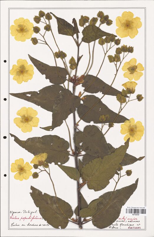 Cistus populifolius  (Cistaceae)