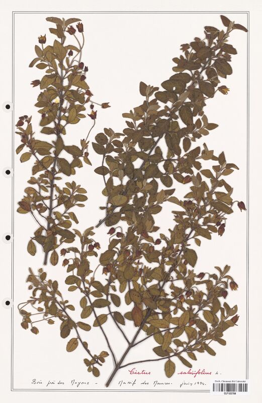 Cistus salviifolius  (Cistaceae)