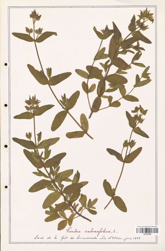 Cistus salviaefolius  (Cistaceae)