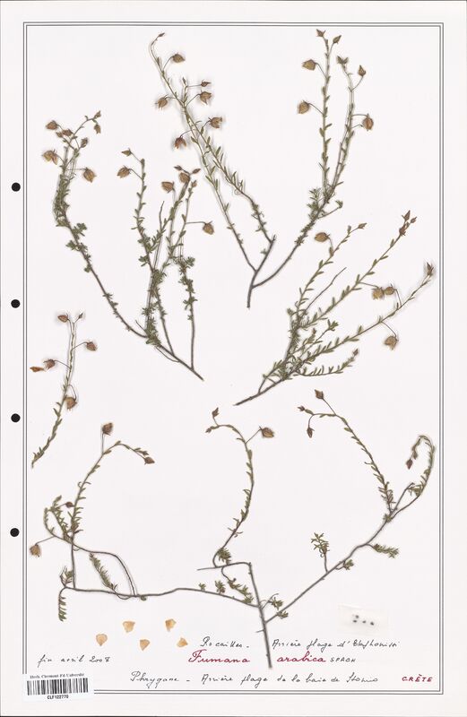 Fumana arabica  (Cistaceae)