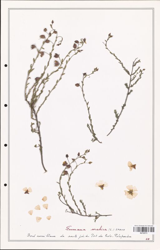 Fumana arabica  (Cistaceae)