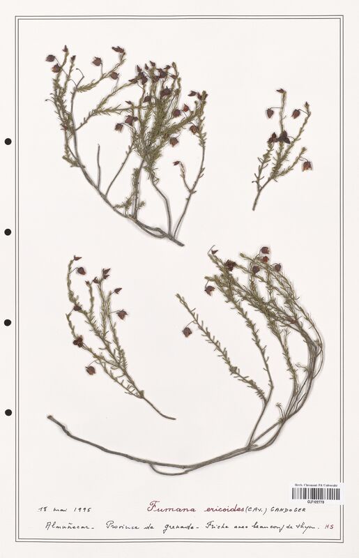 Fumana ericoides  (Cistaceae)