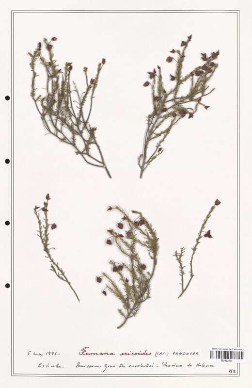 Fumana ericoides  (Cistaceae)