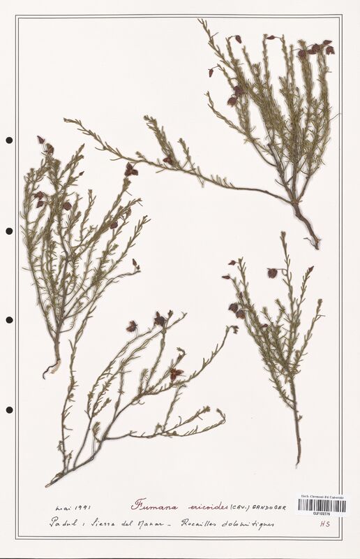 Fumana ericoides  (Cistaceae)