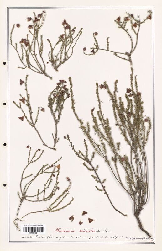 Fumana ericoides  (Cistaceae)