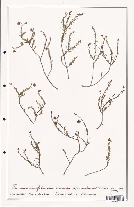 Fumana ericifolia  (Cistaceae)