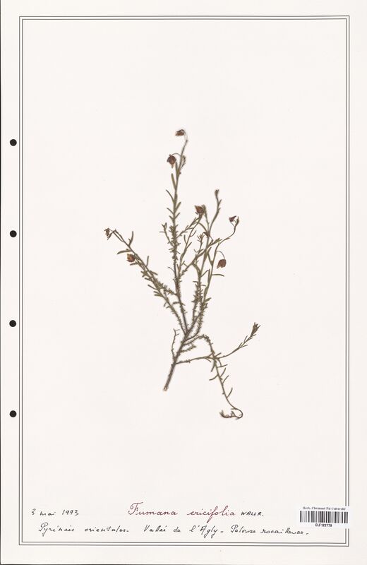 Fumana ericifolia  (Cistaceae)