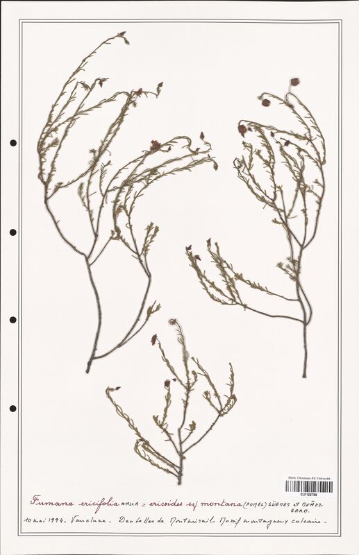 Fumana ericifolia  (Cistaceae)