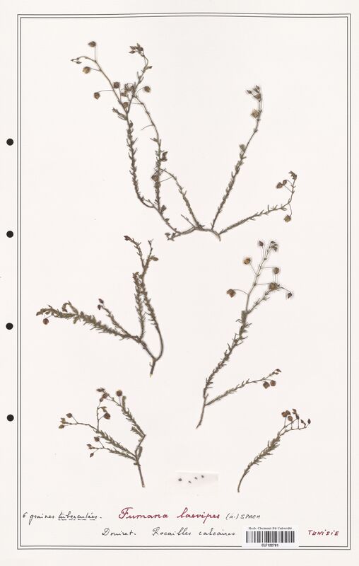 Fumana laevipes  (Cistaceae)