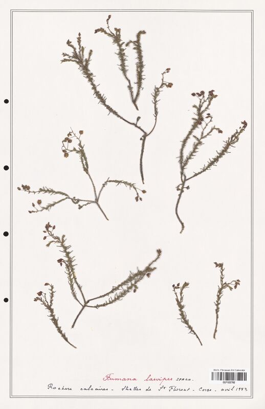 Fumana laevipes  (Cistaceae)