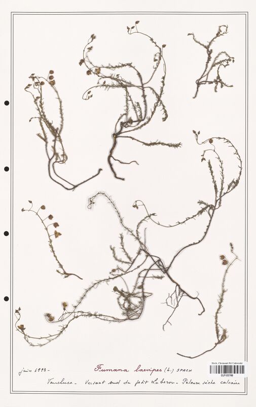 Fumana laevipes  (Cistaceae)