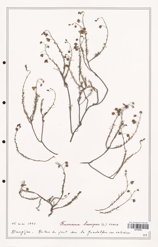 Fumana laevipes  (Cistaceae)