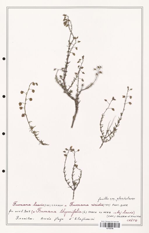 Fumana laevis  (Cistaceae)