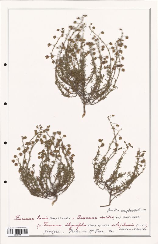 Fumana laevis  (Cistaceae)