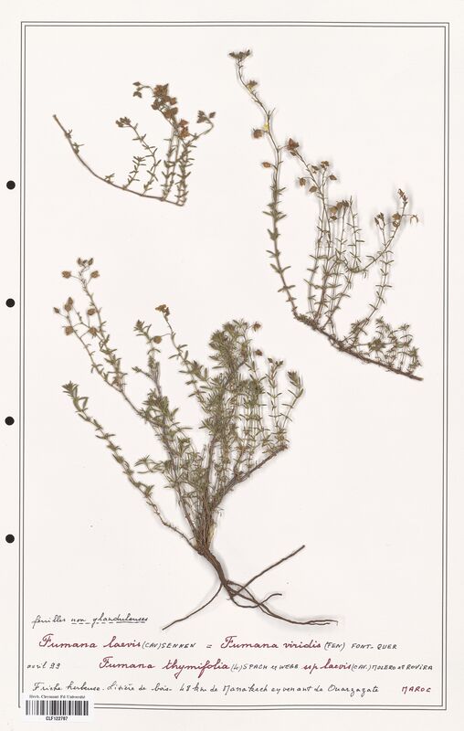 Fumana laevis  (Cistaceae)