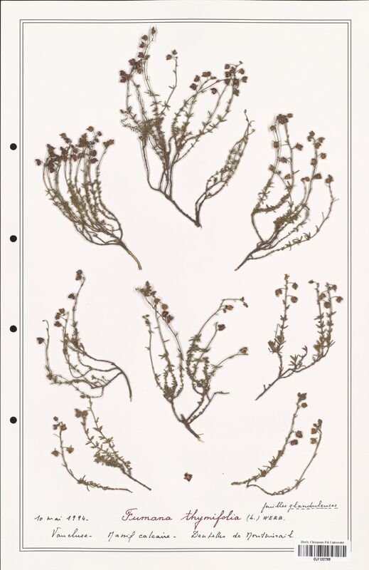 Fumana thymifolia  (Cistaceae)