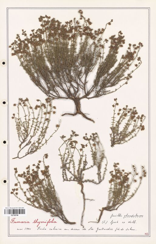 Fumana thymifolia  (Cistaceae)