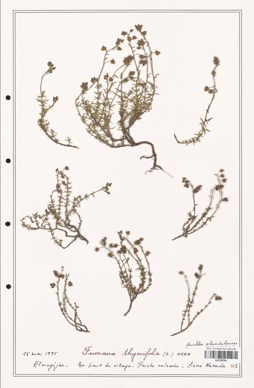 Fumana thymifolia  (Cistaceae)