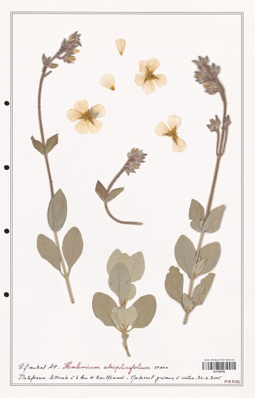 Halimium atriplicifolium  (Cistaceae)