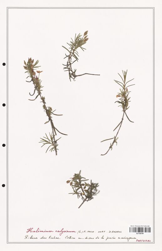 Halimium calycinum  (Cistaceae)