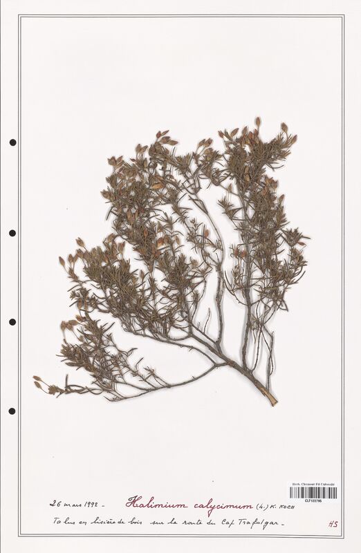 Halimium calycinum  (Cistaceae)