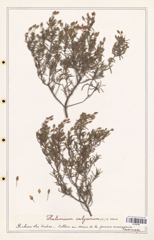 Halimium calycinum  (Cistaceae)