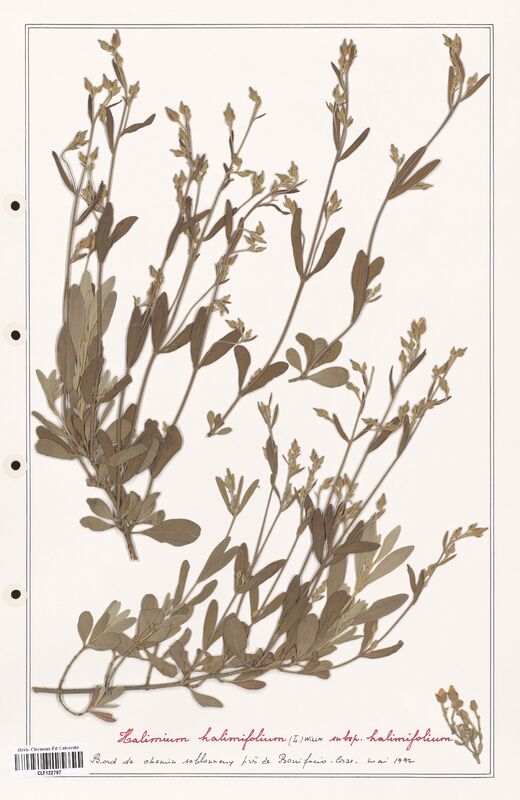 Halimium halimifolium  (Cistaceae)