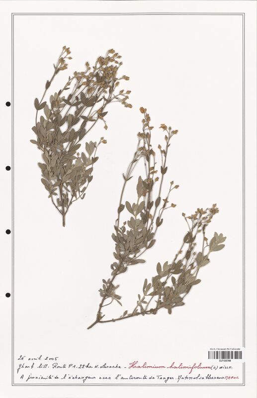 Halimium halimifolium  (Cistaceae)