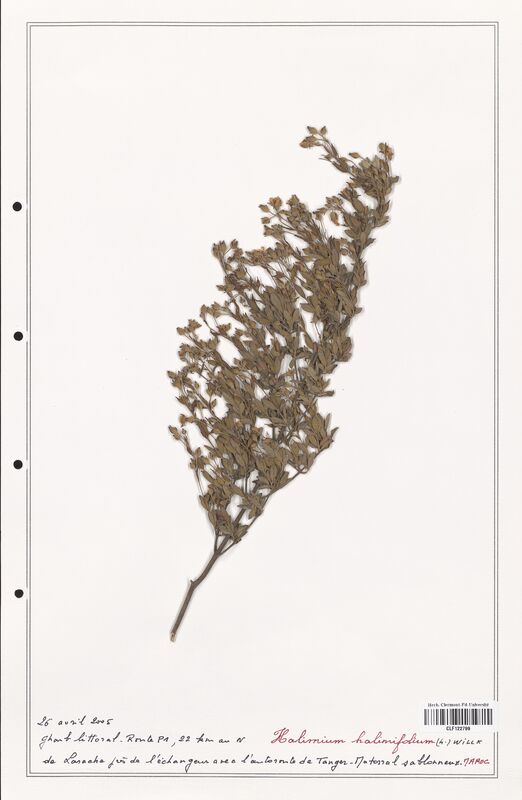 Halimium halimifolium  (Cistaceae)