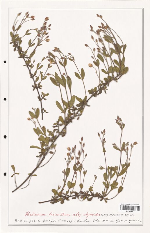 Halimium lasianthum  (Cistaceae)