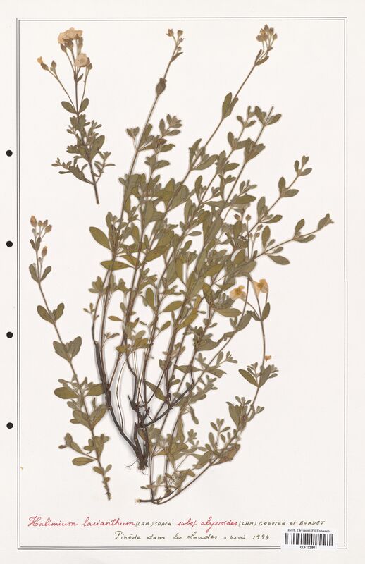 Halimium lasianthum  (Cistaceae)