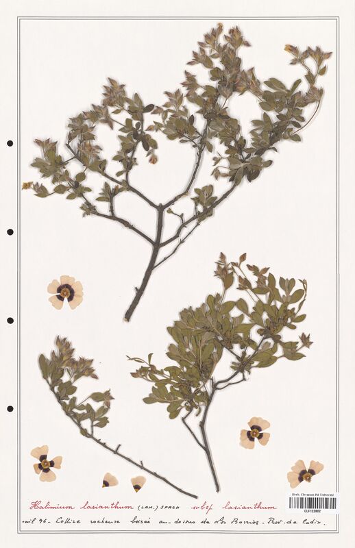 Halimium lasianthum  (Cistaceae)