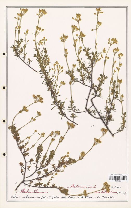 Halimium umbellatum  (Cistaceae)