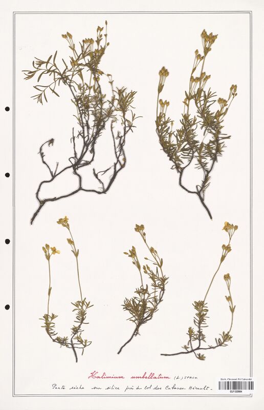 Halimium umbellatum  (Cistaceae)