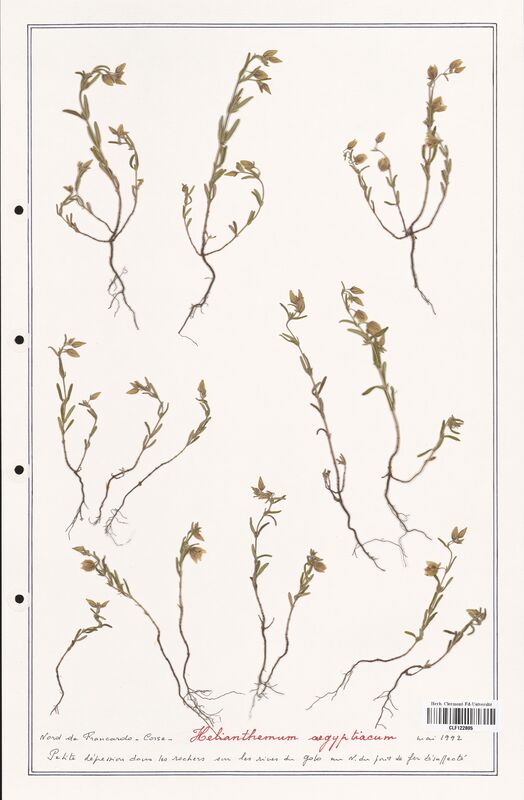 Helianthemum aegyptiacum  (Cistaceae)