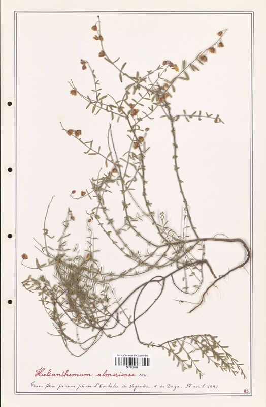 Helianthemum almeriense  (Cistaceae)